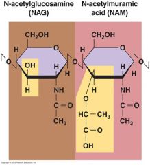 Has amino acid side chains:
1. D amino acids
2. Diaminopimelic acid (DAP)