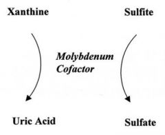 cyclic pyranopterin monophosphate - percusor of molybdenum
