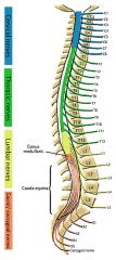 C1-C7 come out above the cervical vertebrae


 


C8 comes out under cervical vertebrae