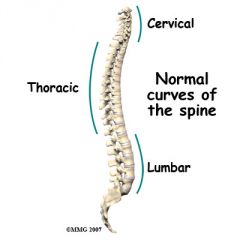 Cervical & Lumbar - lordosis: concave posteriorly & convex anteriorly


 


Thoracic & Sacral - kyphosis: concave anteriorly & convex posteriorly