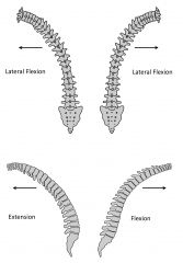 - flexion & extension


 


- side bending/lateral flexion: causes vertebrae to slide & tilt


 


- rotation