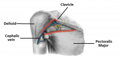 Clavipectoral triangle
My. Prof Celvin Might like Pee