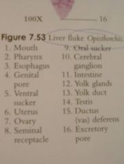 know:
1. mouth
2. pharynx
3. esophagus
6. uterus
7. ovary
8. seminal receptacle
9. oral sucker
11. intestine
14. testis