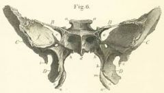 Sphenoid Bone: Bat shaped bone behind the eyes