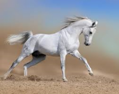 ¿De que color es el caballo blanco de Santiago?