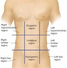 Lie on each side of the epigastric region 