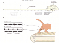 Steurerung von Schrittbewegungen durch neuronale Netzwerke im Rückenmark.

Katze mit Rückenmarksverletzungs (gelähmt), man hat sie stabilisiert und haben immer abwechselnd die Flexoren und Extensoren stimuliert, so kommt es trotzdem zu einer S...