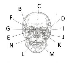 Name cranial bone N?