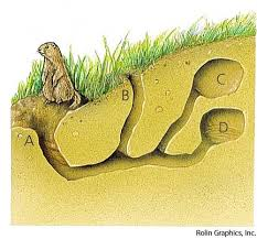 digging away material; a hole or tunnel dug by a small animal, especially a rabbit, as a dwelling