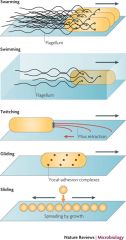 1. Swarming - multicellular movement across a surface
2. Swimming - individual movement of bacteria in liquid
3. Twitching - surface movemnt of bacteria powered by the extension of pili which subsequently retract
4. Gliding - active surface moveme...