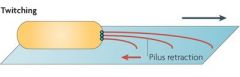 1. Pilus extension and polymerisation
2. Attachment to surface
3. Retraction of pili by depolymerisation