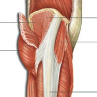 Superficial Gluteal MM.