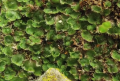 Are often called the simplest plant. They are commonly identified by flattened leaves that often grow in two distinctive rows. 


Due to their flattened leaves, liverworts grow very low to the ground and form large mats over the surface. 


They c...