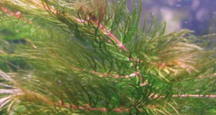 Have thin branch-like structures and leaves that look similar to soft pine needles. 


These bryophytes prefer very moist environments, and some are even found submerged in ponds and lakes. 


Submerged hornworts can grow larger than mosses and li...