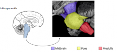 brainstem: 
located in the diencephalon (interbrain) and the spinal cord