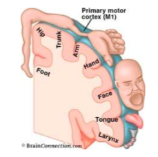 the size of the cortical surface responsible for t a part of the body is proportional to the degree of motor control needed for that part 