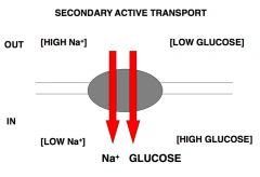 Uses gradient of sodium to drive transport of glucose into cells. 
