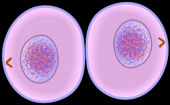 2. The M phase encompasses both mitosis and cytokinesis
