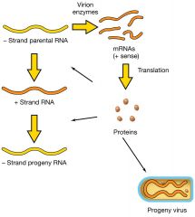 חייב להביא איתו רפליקאז משל עצמו. ואז מקבלים RNA פלוס מהRNA מינוס.

הRNA פלוס יכול תרגום על ידי ריבוזומים של המארח.