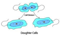 2. Each daughter cell has the exact same DNA as its parent cell