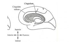 1.  Begins: below rostrum of corpus callosum
2.  Runs: into hippocampal gyrus
3.  Ends: in uncus