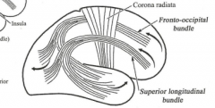 1.  Lateral to cingulum
2.  Extends from frontal pole to occipital bole and adjoining temporal lobe
