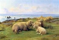 Sheep by the sea 