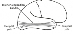 1.  Runs horizontally from temporal pole to occipital pole near inferior surface