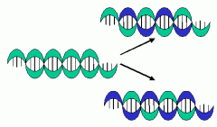 2. Semiconservative Replication means we have genetic material from the first humans in us