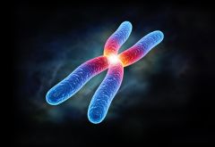 2. Eukaryotes have multiple chromosomes