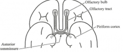 1.  Rounded bundle of fibers that cross midline immediately in front of the column of fornix and behind the lamina terminalis