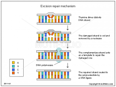 2. Excision repairs severely limits the number of mutations in human cells