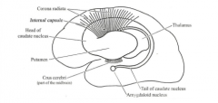 1.  Connects hippocampal gyri on both sides
2.  Connects crus of fornix on both sides