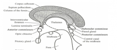 1.  Below stalk of pineal gland
2.  Above tectum of midbrain