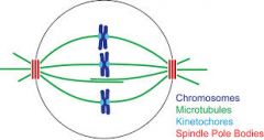 2. Cells may have other structures to help with spindle poles if they don't have centrioles