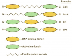 לפקטור שיעתוק יכולים להיות כמה Activating domains אך רק DNA binding domain אחד.
