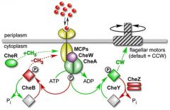 MCPs can be methylated by CheR - a methyltransferase
MCPS can also be demethylated by CheB-P - a methylesterase.


When MCPs are fully methylated they cannot respond to the presence of an attractant (outcome of CheR activity) 
When MCPS are demeth...