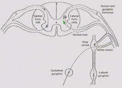 Sensory cell bodies synapse in dorsal horn. Interneuron goes to upper motor neuron cell body in ventral horn which projects out.

Autonomic sensory neurons are in dorsal root ganglion also. Make single synapse on lateral horn cells. Postganglioni...