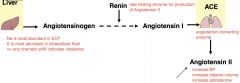 decrease in plasma volume and BP is sensed by JGA granular cell renal baroreceptors >> renin >> angiotensin II

actions of angiotensin II
(+) BP
(+) plasma volume
(+) aldosterone (kidneys, adrenal cortex) >>
**increase sodium reabsorption an...