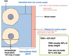 TBW = ECF (60%) + ICF (40%)