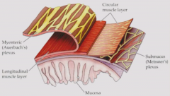 From inside to out:

Mucosal layer - produces secretions and is responsible for absorption. 
Submucosal (Meissner's plexus)
Circular muscle
Myenteric plexus
Longitudinal muscle

Plexi have parasympathetic and sympathetic activity.