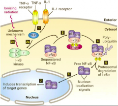 תאים מודבקים בוירוס או תבאי בסביבת זיהום חיידקי מפרישים אינטרלוקינים (IL-1) וTNF-Alpha. החלבונים הללו מהווים לגינדים לשני רצפטורים טרנס ממברנ...