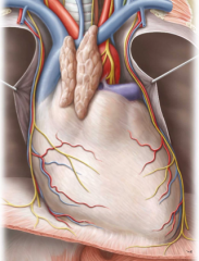 The pericardiophrenic artery and vein (branches of the internal thoracic artery) These travel within the fibrous pericardium superficial to the parietal pericardium.