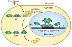 הרצפטור נמצא בציטופלזמה למעכב בLigand binding domain. (המעכב יכול להיות Hsp90).
ההורמונים נכנסים בדיפוזיה לתאים דרך הממברנה לאחר מכן, ההורמון נקשר ל...