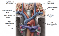 The superior vena cava is a combination of the left and right brachiocephalic veins. The brachiocephalic veins branch into the internal jugular and subclavian on both the right and left side of the body.