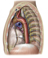 The motor and sensory innervation to the diaphragm and somatic sensory innervation to the mediastinal pleura and pericardium.