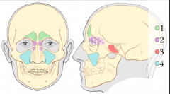 1 Sinus frontalis (klin. relevant ab 10. LJ)
2 Cellulae ethmoidales (häufig Sinusitis bei Kleinkindern)
3 Sinus sphenoidalis
4 Sinus maxillaris