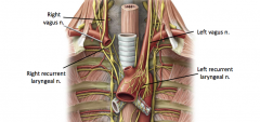 The anterior and posterior vagal trunks-continuations of the vagus nerve