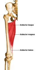 Adductor hiatus. It transmits femoral artery and vein from the adductor canal in the thigh to the popliteal fossa posterior to the knee