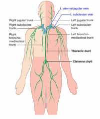 A lymphatic duct arising from the cisterna chyli in the abdomen where it ascends through the aortic hiatus and empties into the left venous angle between the LJV and the subclavian vein